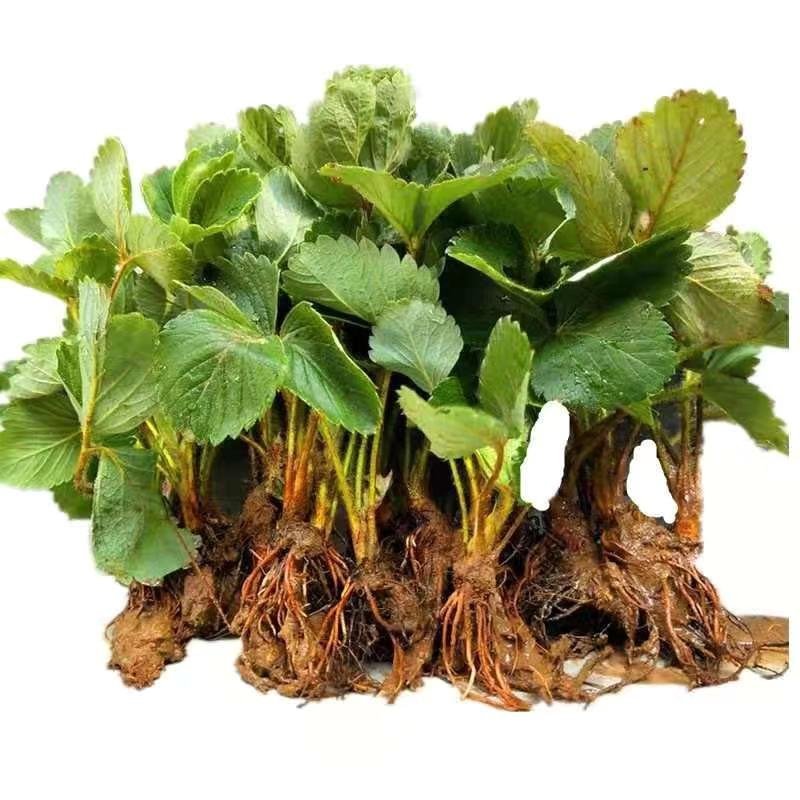 四季草莓苗盆栽地栽食用牛奶草莓苗南北方种植当年结果草莓苗