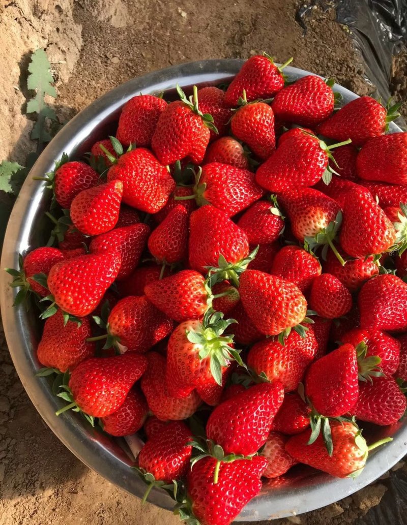 四季草莓苗盆栽地栽食用牛奶草莓苗南北方种植当年结果草莓苗