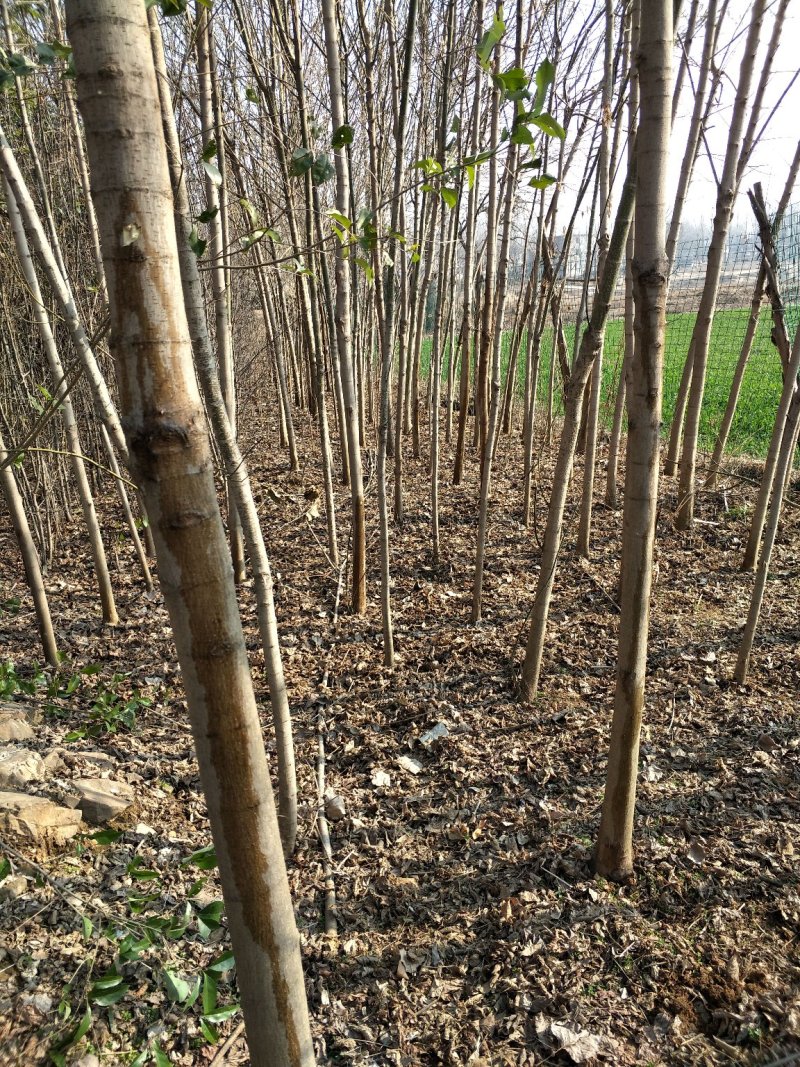 出售侧柏南栾清风等各种风景树