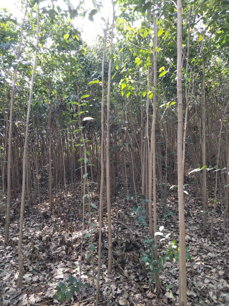 出售侧柏南栾清风等各种风景树