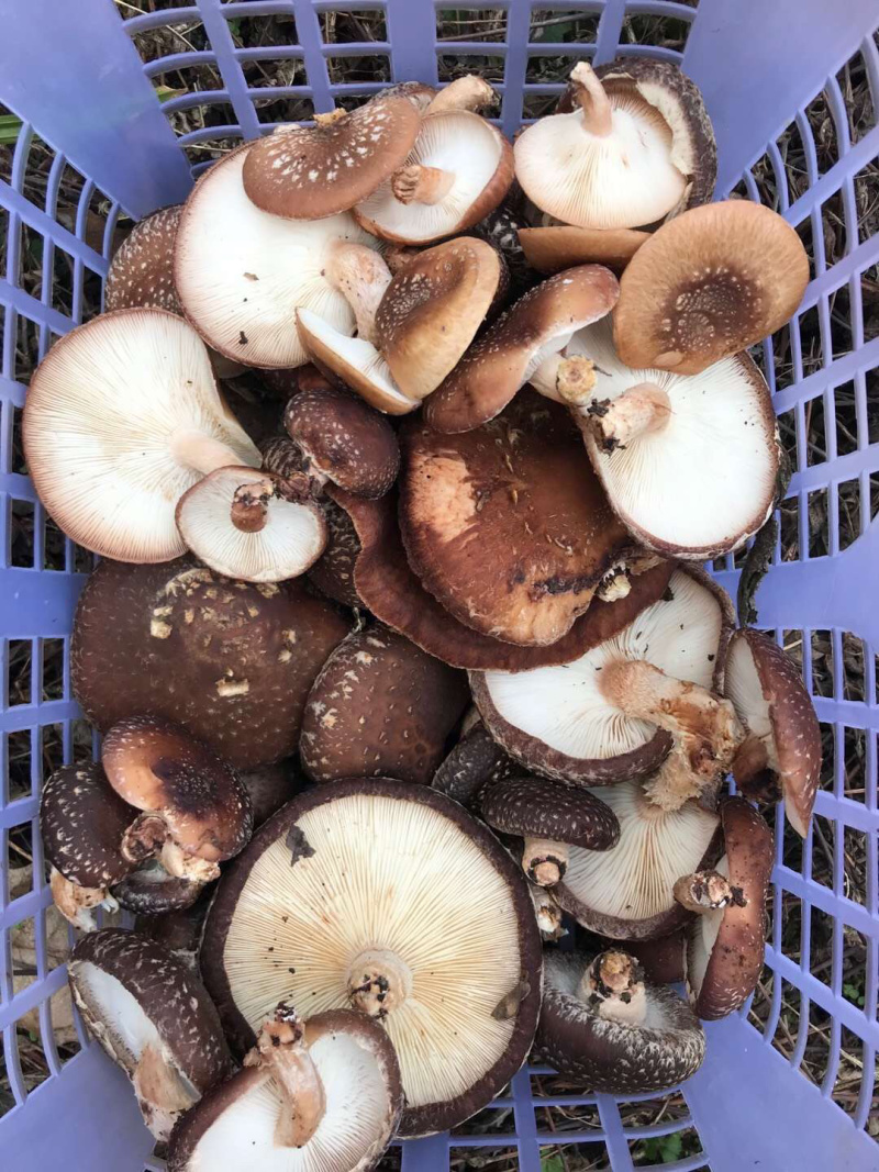 大金湖.尚书品.深山土特产.椴木香菇
