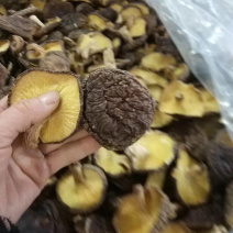 大金湖.尚书品.深山土特产.椴木香菇