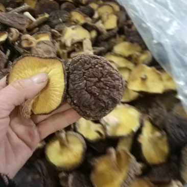 大金湖.尚书品.深山土特产.椴木香菇