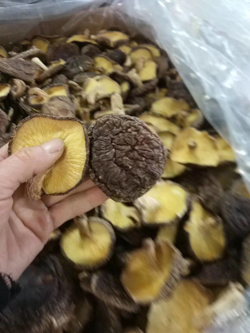 大金湖.尚书品.深山土特产.椴木香菇