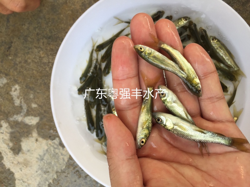淡水青鱼苗批发4-6cm优质青鱼苗供应