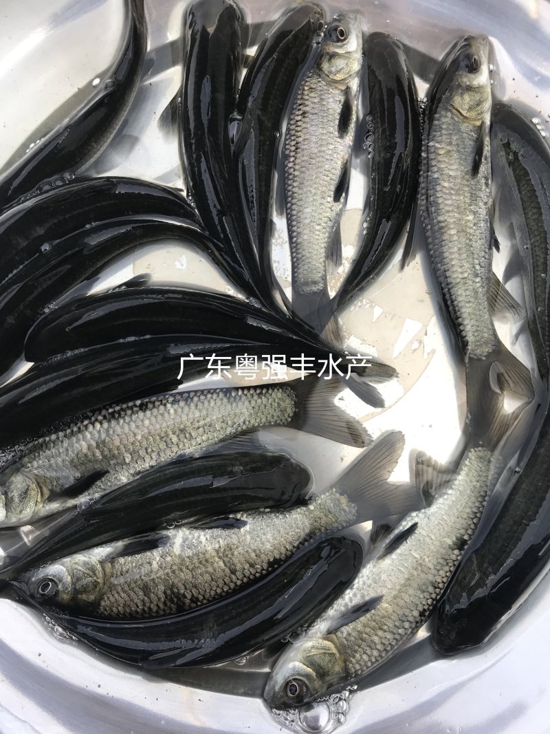 淡水青鱼苗批发4-6cm优质青鱼苗供应