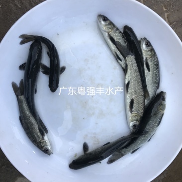 淡水青鱼苗批发4-6cm优质青鱼苗供应