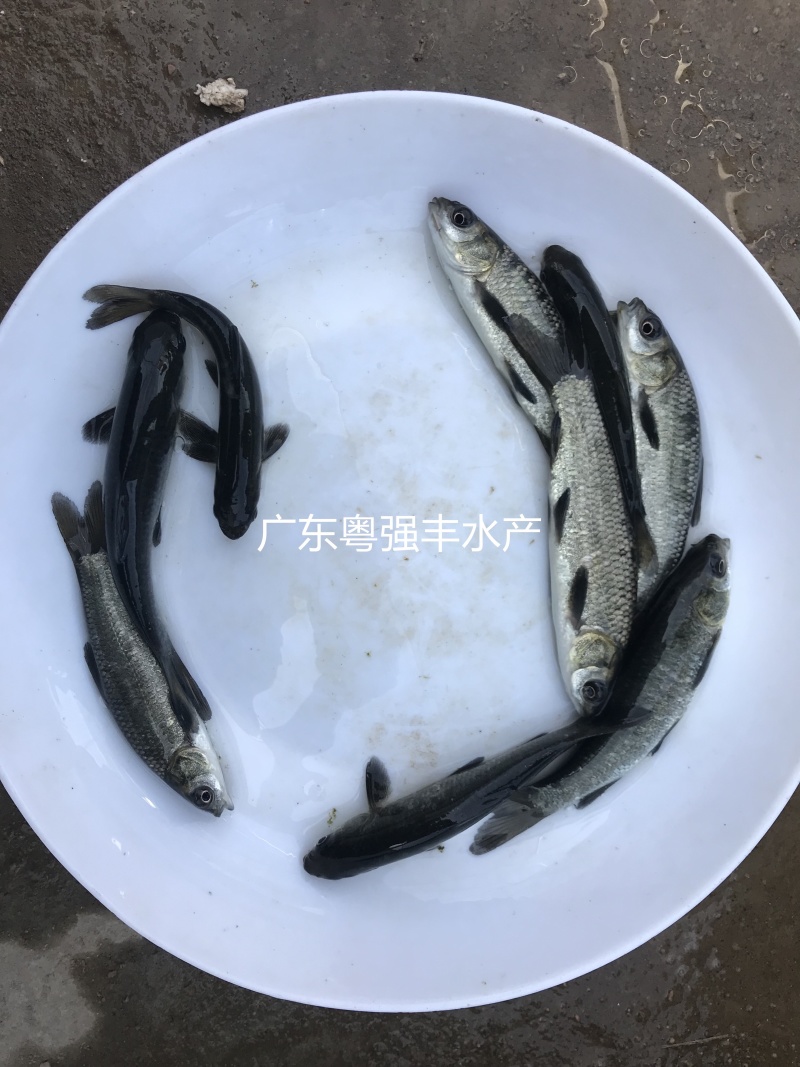 淡水青鱼苗批发4-6cm优质青鱼苗供应