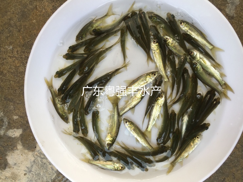 淡水青鱼苗批发4-6cm优质青鱼苗供应