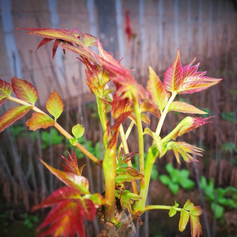 纯天然香椿芽