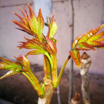 纯天然香椿芽