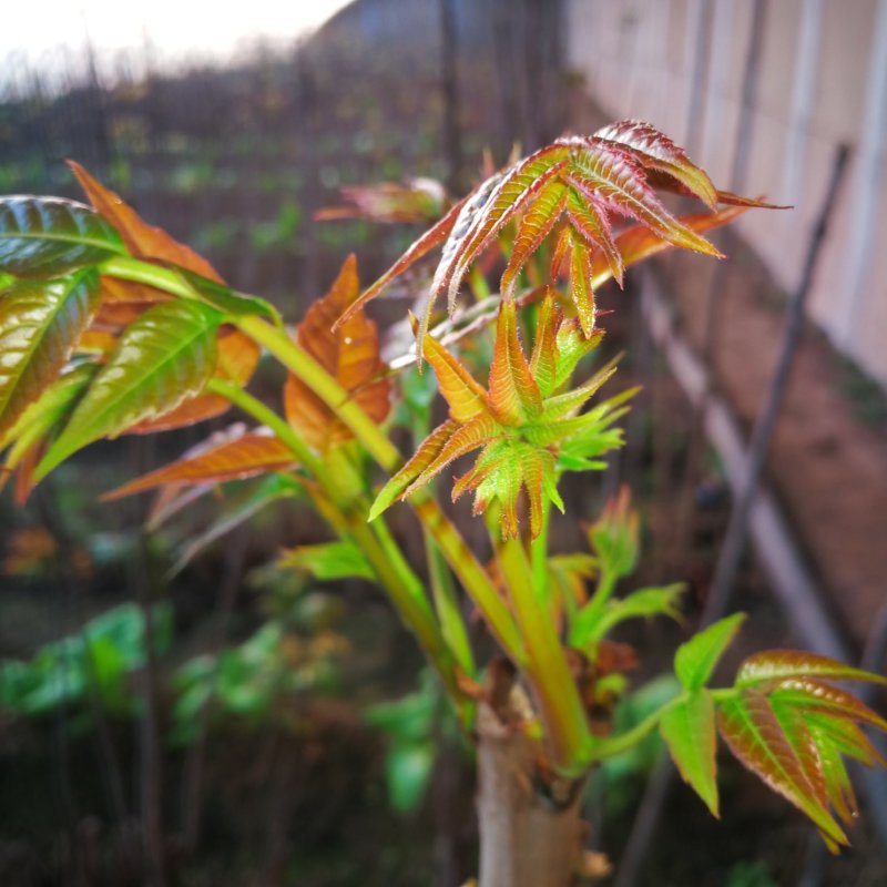 纯天然香椿芽