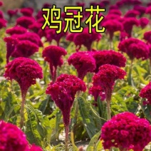 鸡冠花种子凤尾鸡冠花穗状鸡冠花扇状鸡冠四季播草花种子易种