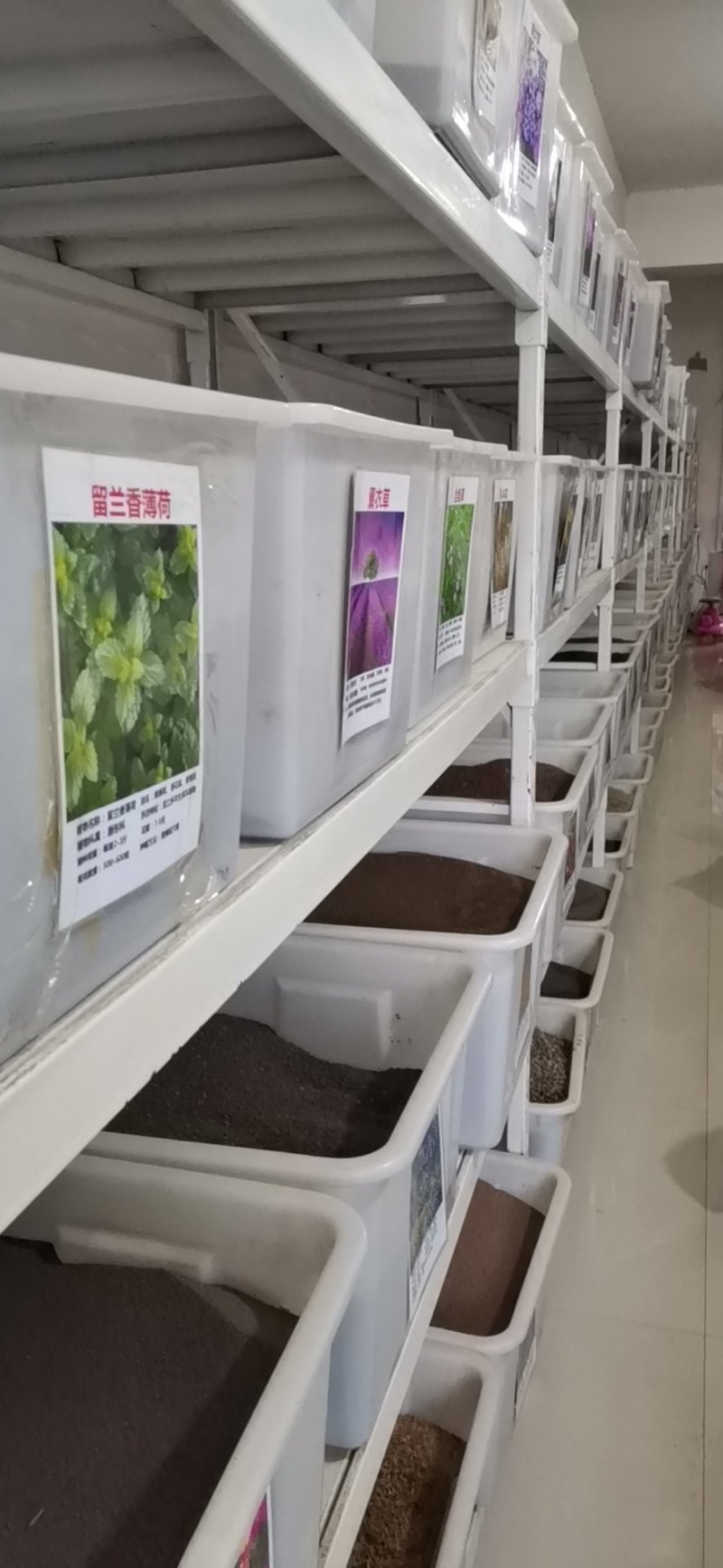 鸡冠花种子凤尾鸡冠花穗状鸡冠花扇状鸡冠四季播草花种子易种