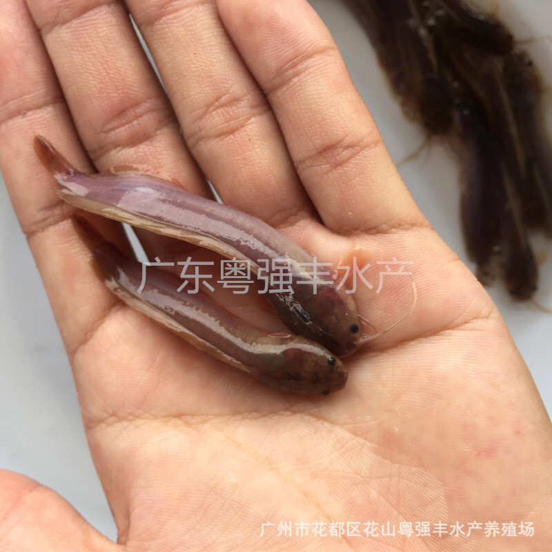 胡子鲶苗塘虱鱼苗供应