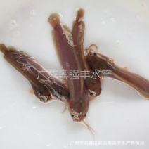 胡子鲶苗塘虱鱼苗供应