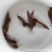 胡子鲶苗塘虱鱼苗供应