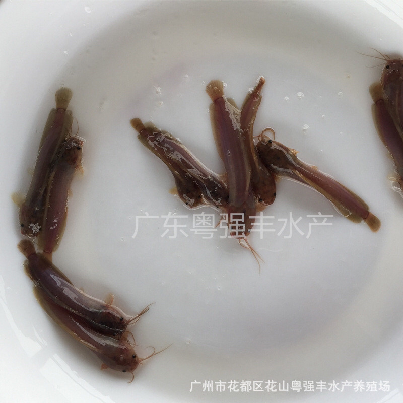 胡子鲶苗塘虱鱼苗供应