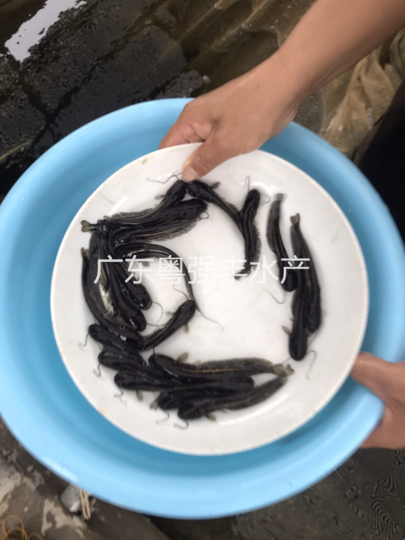 南方大口鲶鱼苗批发鱼苗养殖基地直供鲶鱼苗