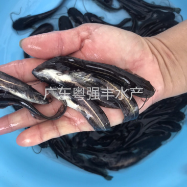 南方大口鲶鱼苗批发鱼苗养殖基地直供鲶鱼苗