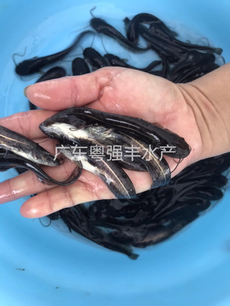 南方大口鲶鱼苗批发鱼苗养殖基地直供鲶鱼苗