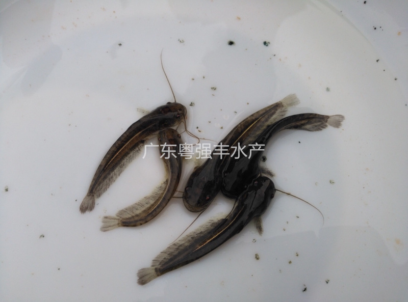 南方大口鲶鱼苗批发鱼苗养殖基地直供鲶鱼苗