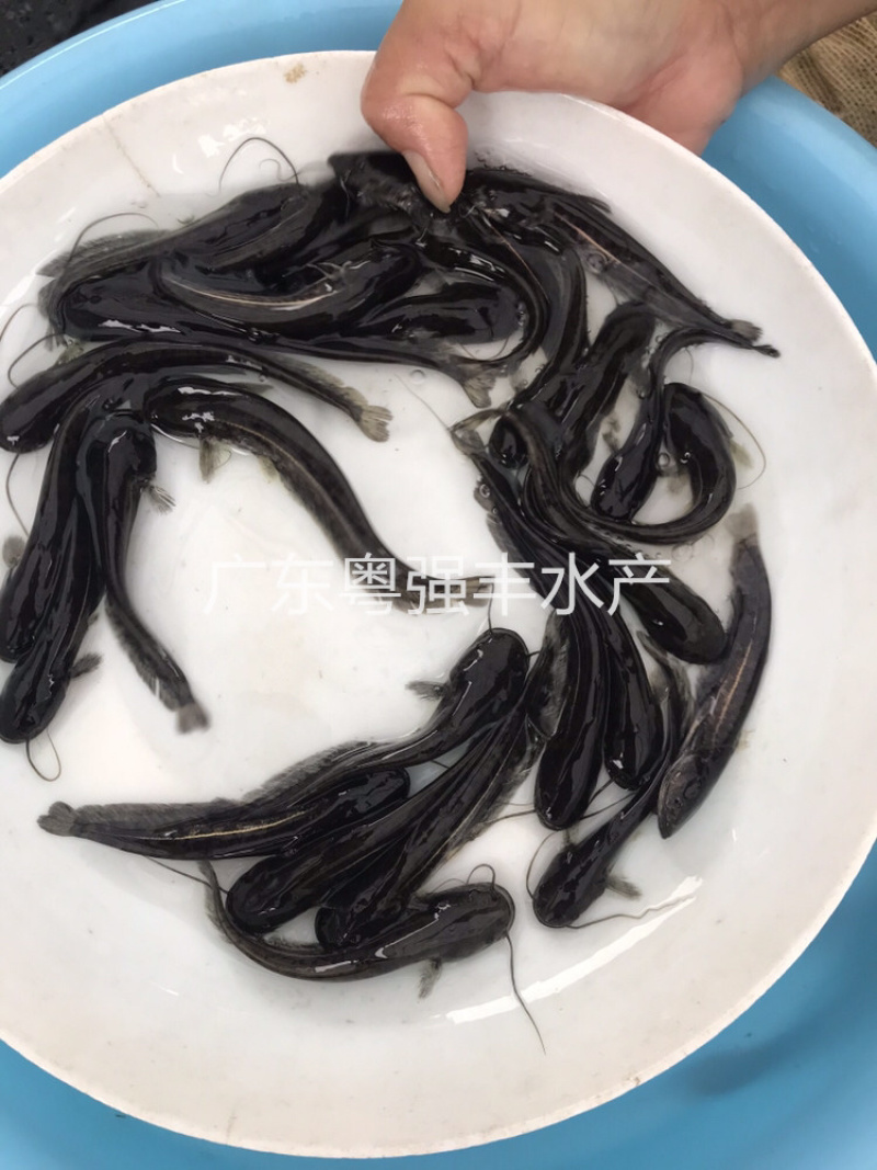 南方大口鲶鱼苗批发鱼苗养殖基地直供鲶鱼苗