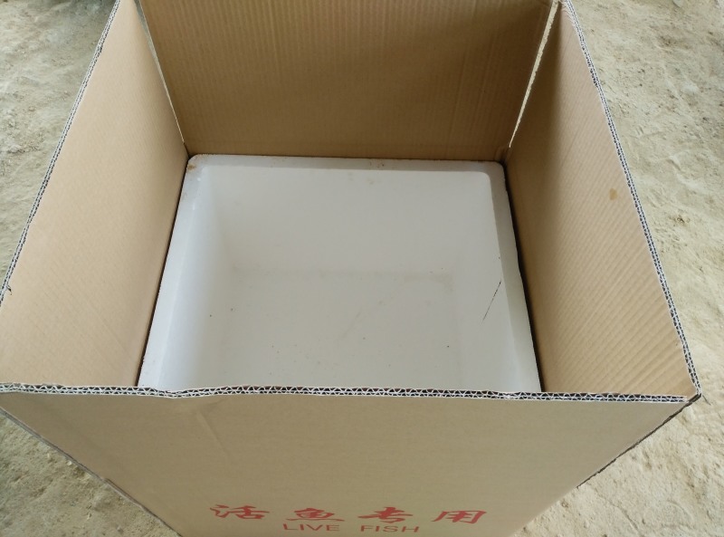 南方大口鲶鱼苗批发鱼苗养殖基地直供鲶鱼苗