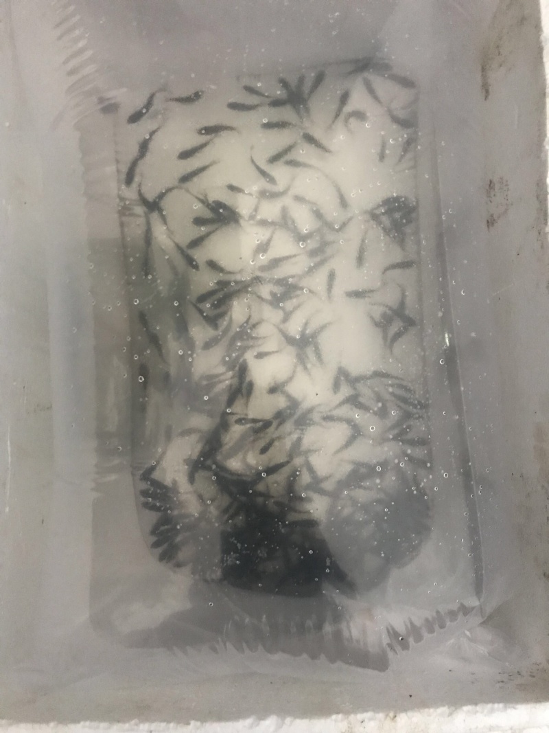 南方大口鲶鱼苗批发鱼苗养殖基地直供鲶鱼苗