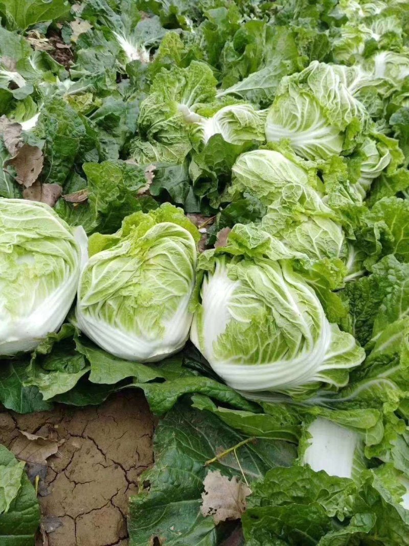 大白菜秦白二号抱头白！！冷库储存质量好颜色正