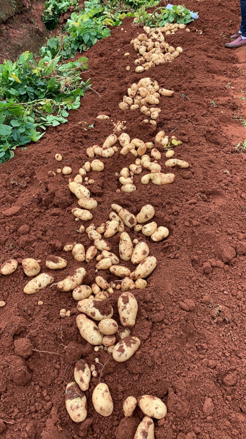 鲜土豆红沙土（沃土5号）