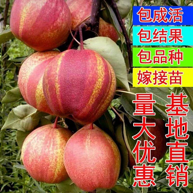 早酥红梨树果苗嫁接梨树苗南方北方种植当年结果早酥红梨树苗