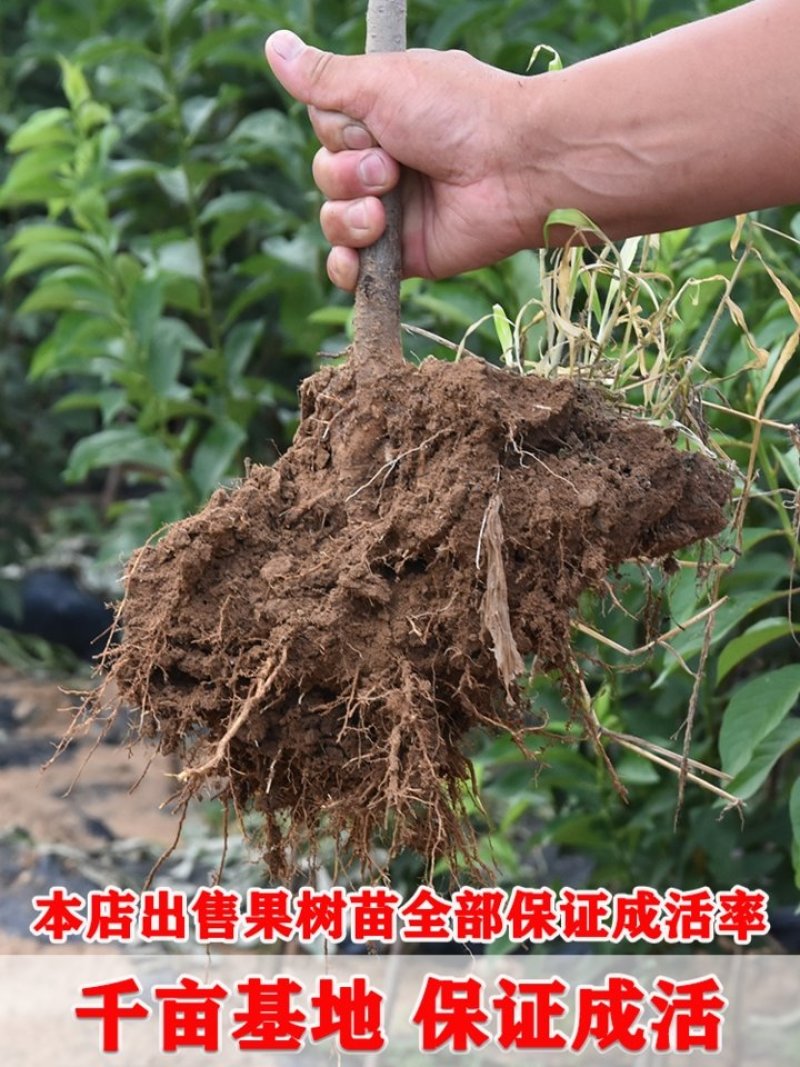 早酥红梨树果苗嫁接梨树苗南方北方种植当年结果早酥红梨树苗