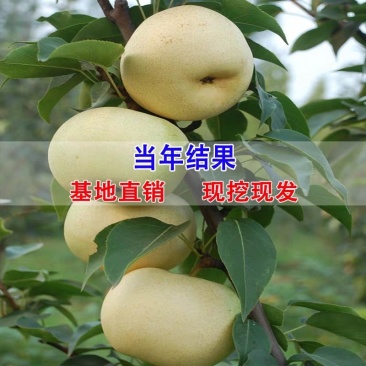 梨树苗嫁接秋月梨树苗南北方种植嫁接梨树苗高当年结果梨树苗