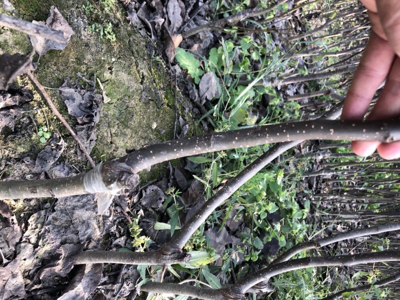 梨树苗嫁接秋月梨树苗南北方种植嫁接梨树苗高当年结果梨树苗