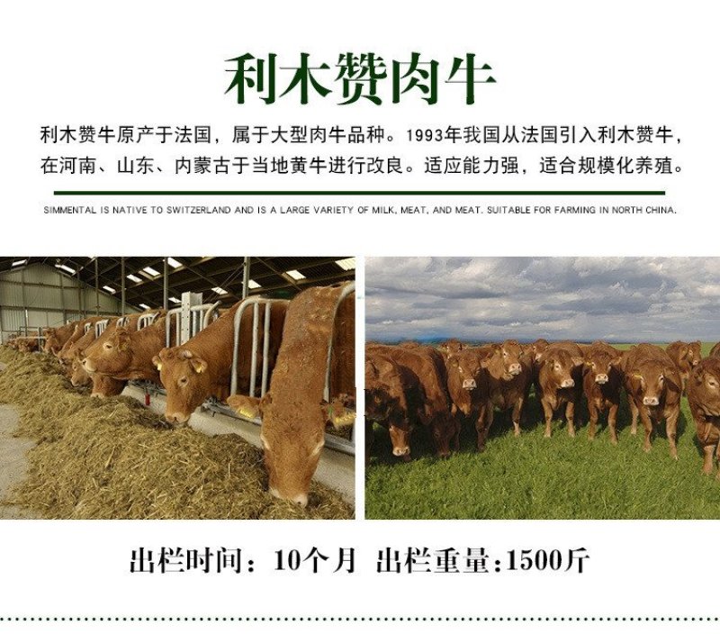 西门塔尔厂家直销价格优惠跟踪服务一条龙