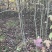 枫树苗70~80cm