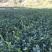 油茶苗20~60