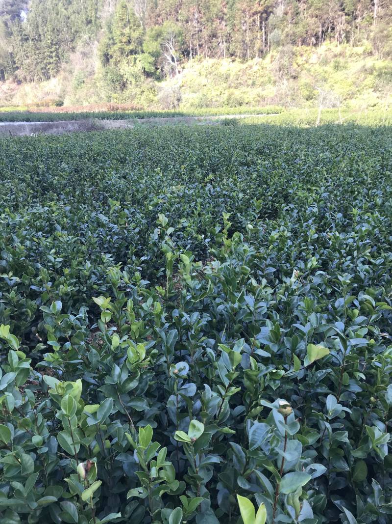 油茶苗20~60