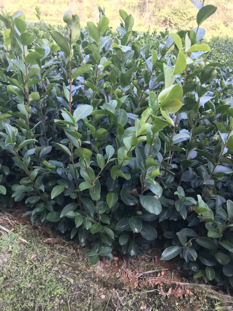 油茶苗20~60