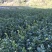 油茶苗20~60