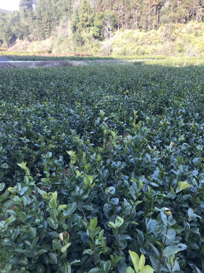 油茶苗20~60