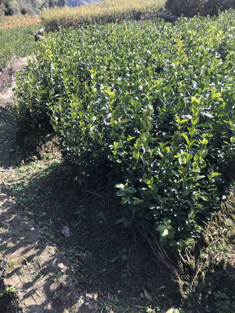 油茶苗20~60