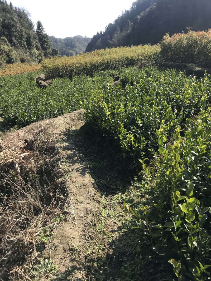 油茶苗20~60