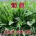 菊苣种子进口多年生大叶将军菊苣种籽四季高产耐旱牧草种子