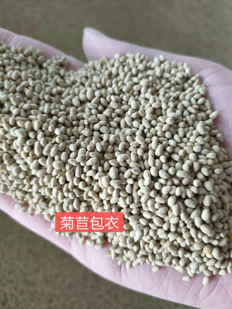 菊苣种子进口多年生大叶将军菊苣种籽四季高产耐旱牧草种子