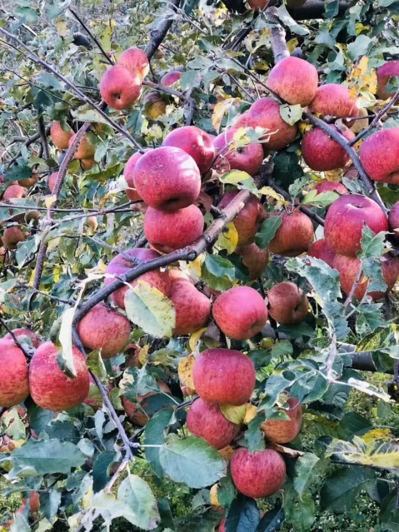 大凉山丑苹果一件代发无痕发货