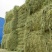 燕麦草甘肃燕麦草种植基地燕麦草产地燕麦草全国批发