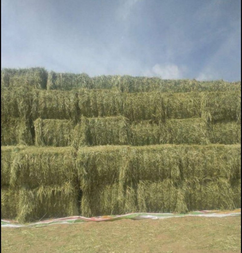 燕麦草甘肃燕麦草种植基地燕麦草产地燕麦草全国批发