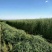 燕麦草甘肃燕麦草种植基地燕麦草产地燕麦草全国批发